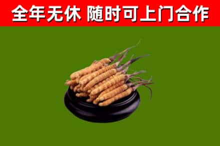 集安市回收散虫草