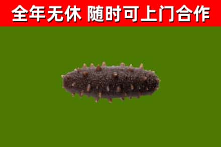 集安市回收海参干